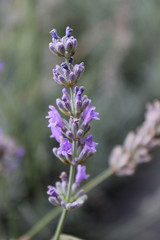 Lavanda in fioritura
