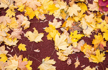 autumn leaves background