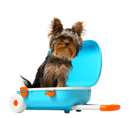 Adorable Yorkshire terrier in blue suitcase on white background. Cute dog