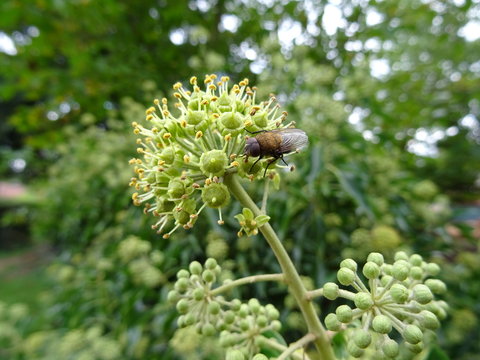 Gemeiner Efeu Bl&uuml;te