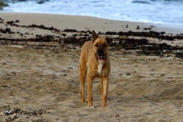 dog for a walk in a park on the shores of the Mediterranean Sea in the north of Israel