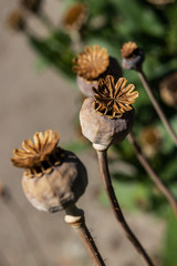 Mohnkapseln im Garten