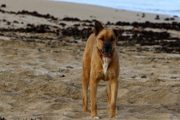dog for a walk in a park on the shores of the Mediterranean Sea in the north of Israel