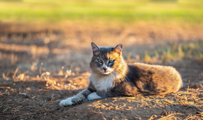 Beautiful cat resting on the sunsert