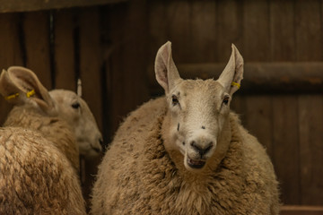 Sheep with long ears near wooden fence in cloudy autumn day