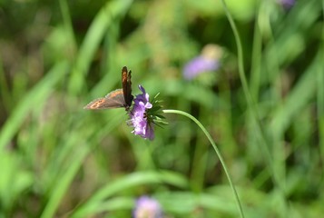 dragonfly on flower