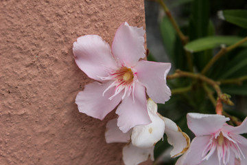 Oleandro rosa pallido