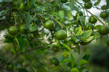 Green mandarin orange fruits and leaves background.