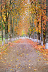 path with fall leaves in park alley at autumn