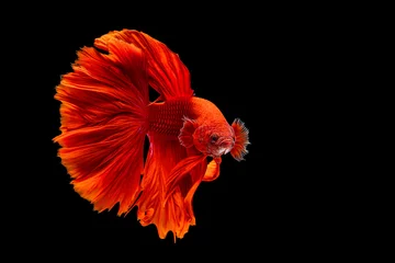 Fensteraufkleber Der bewegende Moment schön von roten siamesischen Betta-Fischen oder ausgefallenen Betta-Splendens-Kampffischen in Thailand auf schwarzem Hintergrund. Thailand nannte Pla-kad oder halbmondbeißende Fische. © Soonthorn