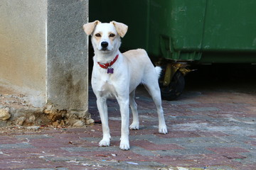 dog for a walk in a park on the shores of the Mediterranean Sea in the north of Israel