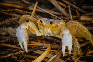 Ghost Crab