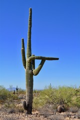 Saguaro Cactus Arizona Desert Plant Arms Phoenix Tucson