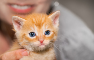 Adorable tiny ginger tabby kitten with woman detail in background. Domestic cat. Felis silvestris catus. Face of cute little kitty 5 weeks old. Small cuddly happy pet with blue eyes looking at camera.