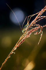 The bush cricket on the grass