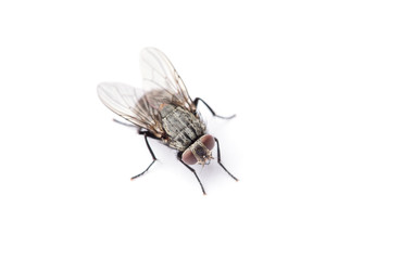 fly isolated on a white