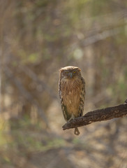 Brown Fish Owl seen at Tadoba Andhari tiger Reserve,Maharashtra,India