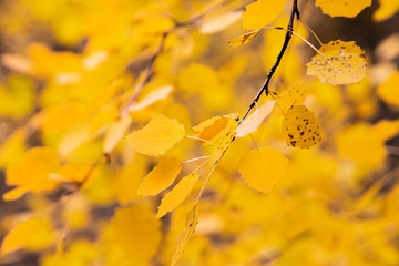 Yellow autumn background. Bright color of autumn.