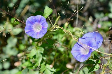 Purple Flowers Payson Arizona