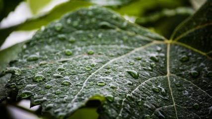 water drops on green leaf