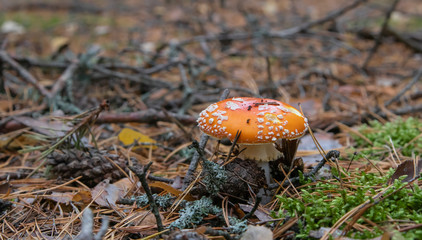 Mushroom in the forest close-up blurred background.