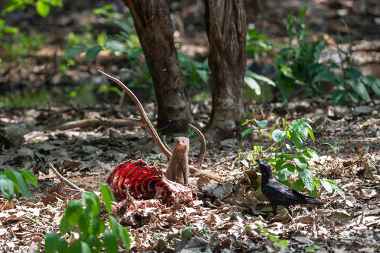 Crow feeding on deer carcus  seen at Tadoba Andhari tiger Reserve,Maharashtra,India