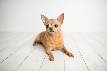 Tan Chihuahua on an indoor photo set, adorable senior dog with cute personality