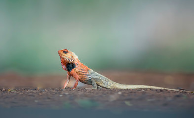 Garden Lizard in breeding Plumage seen at Tadoba Andhari tiger Reserve,Maharashtra,India