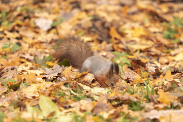 Squirrel in the autumn forest