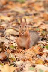 Squirrel in the autumn forest