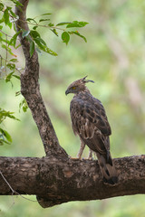 Changeable Hawk Eagle seen at Tadoba Andhari tiger Reserve,Maharashtra,India