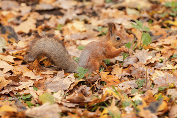 Squirrel in the autumn forest