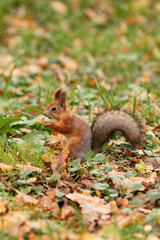 Naklejka na ściany i meble Squirrel with a nut in the autumn forest