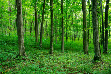 Naklejka premium Sunlight in the green forest, spring time