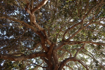 tree with branches and sunlight
