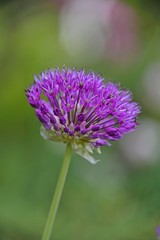 couple of purple allium flowers