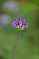couple of purple allium flowers
