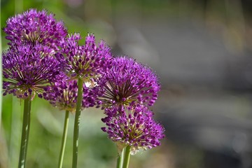 couple of purple allium flowers