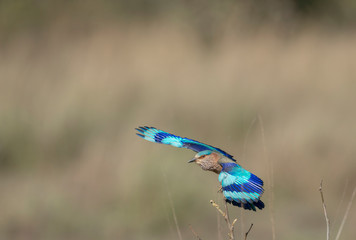 Indian Roller in Flight seen at Tadoba Andhari tiger Reserve,Maharashtra,India