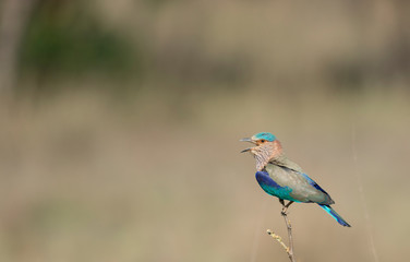 Indian Roller  seen at Tadoba Andhari tiger Reserve,Maharashtra,India