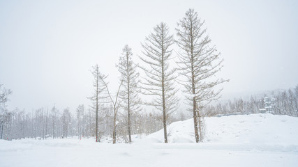 Deciduous Tree With Winter Landscape