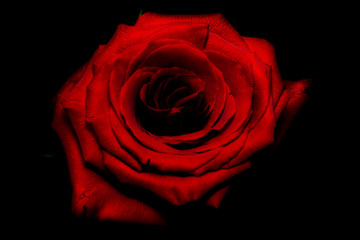 Red rose on dark background
