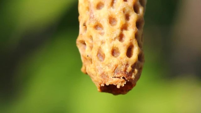 Young queen bee comes out of cocoon.