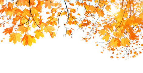 bright yellow orange maple leaves on white background. Autumnal last warm days of autumn. beautiful golden Fall season concept. close up. soft selective focus