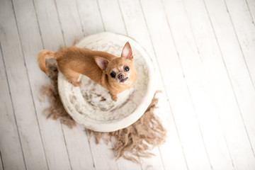 Tan Chihuahua on an indoor photo set, adorable senior dog with cute personality