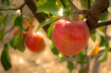 Harvest apples. Apple orchard. Red juicy apple on a tree.