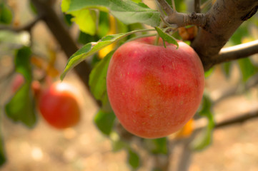 Harvest apples. Apple orchard. Red juicy apple on a tree.