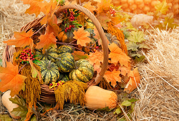 beautiful decorative pumpkins in basket. Autumn harvest of ripe pumpkins, fall concept....