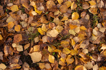 Autumn lawn in fallen foliage. Top view.