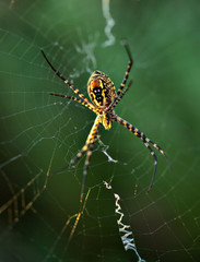 Banded garden spider on spider web